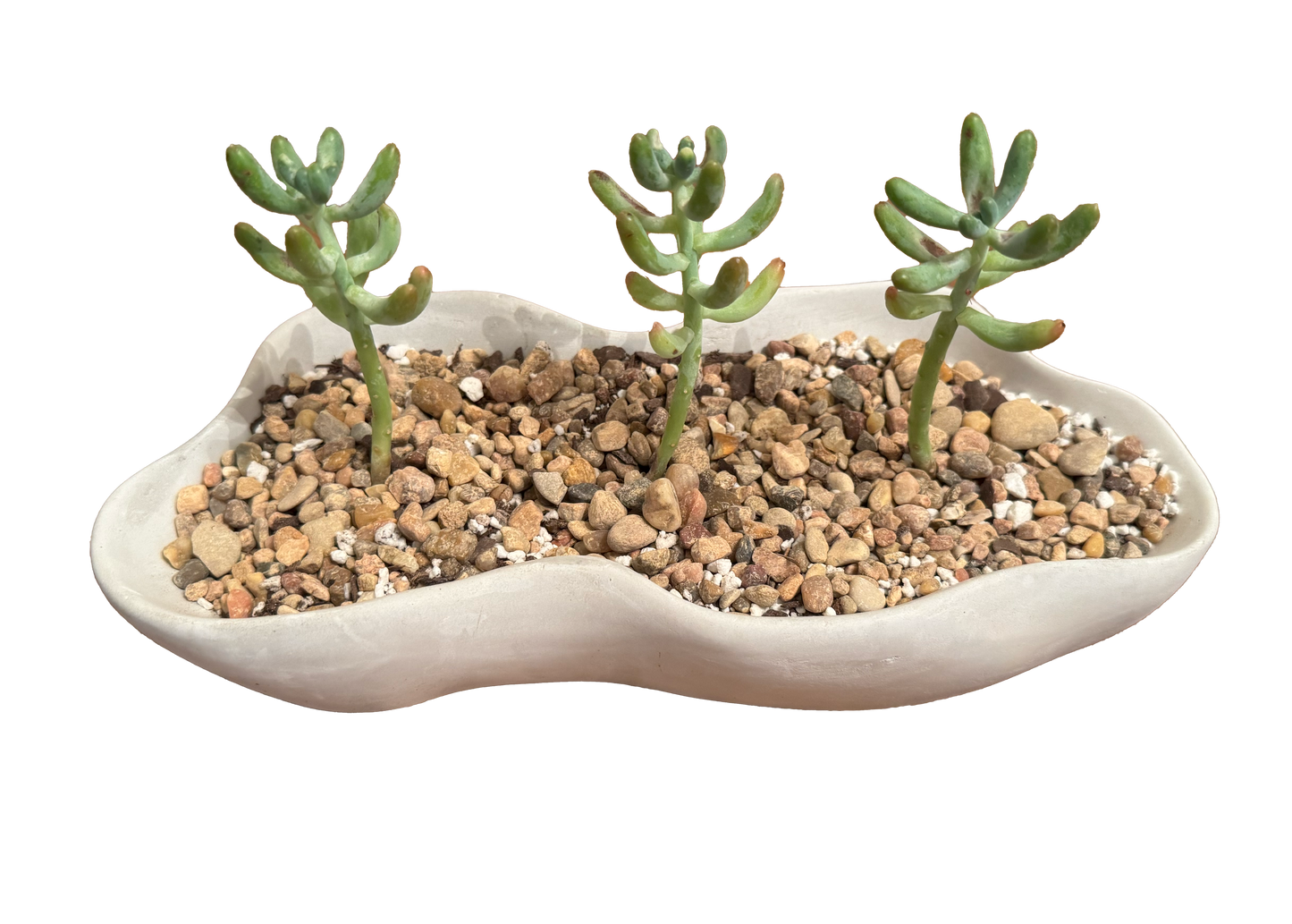 Wave Succulent Planter