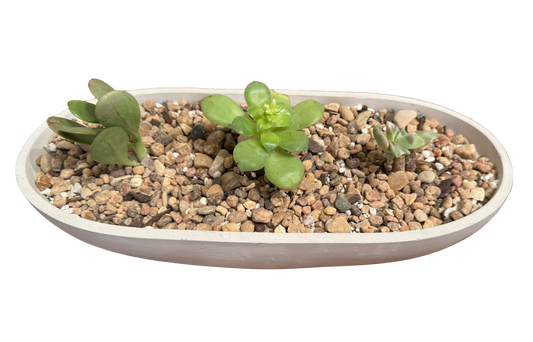 Large Boat Succulent Planter